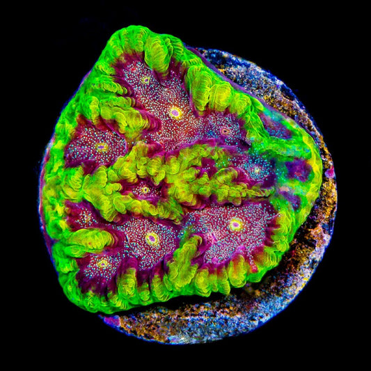 Aquaculture Mean Machine Favites Size: M 0.75” to 1” Frag