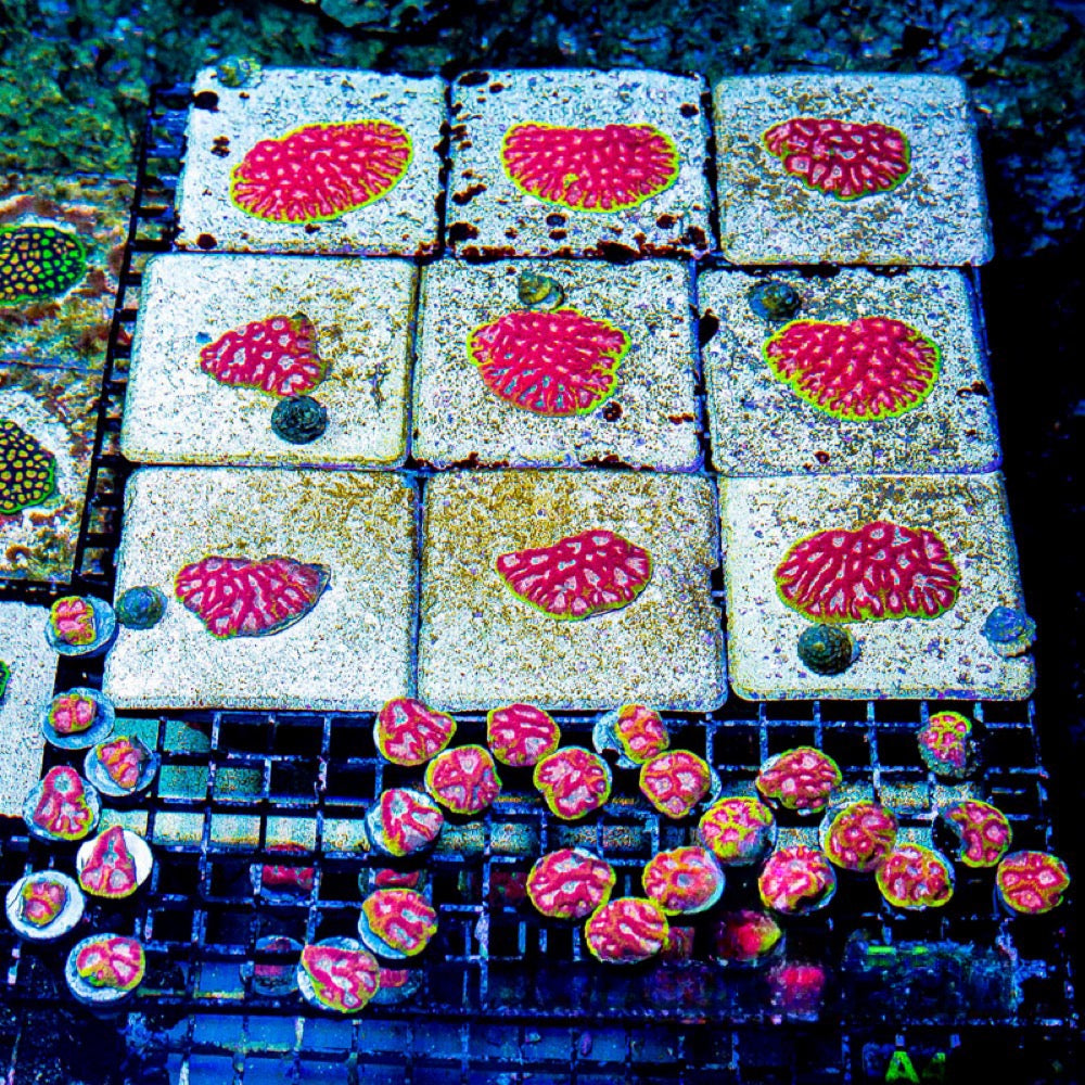 Aquaculture Mean Machine Favites Size: M 0.75” to 1” Frag