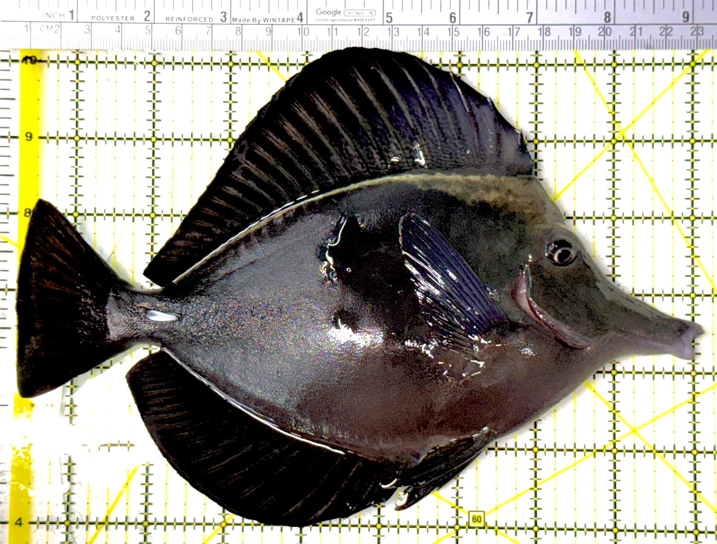 Black Tang BT111901 WYSIWYG Size: XXL show 9"