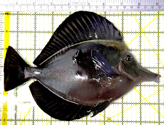 Black Tang BT111901 WYSIWYG Size: XXL show 9"