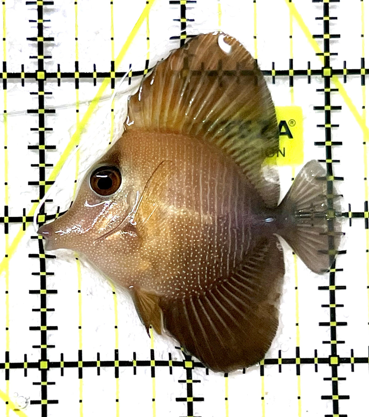 Rare Hybrid Yellow (Hawaiian Yellow Tang x Scopas Tang) Scopas Tang RHYST101203 WYSIWYG Size: S  2" approx