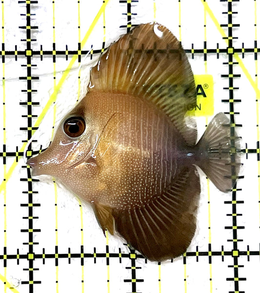 Rare Hybrid Yellow (Hawaiian Yellow Tang x Scopas Tang) Scopas Tang RHYST101203 WYSIWYG Size: S  2" approx