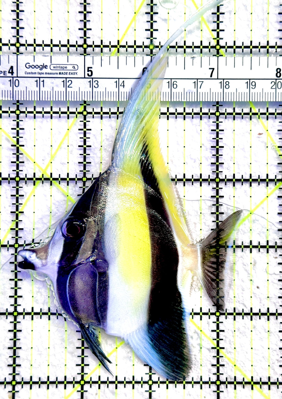 Moorish Idol MI101801 WYSIWYG Size: ML 3.25" approx