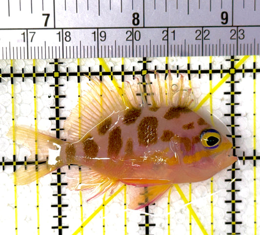 Borbonius Anthias BA111901 WYSIWYG Size: M 2.5"