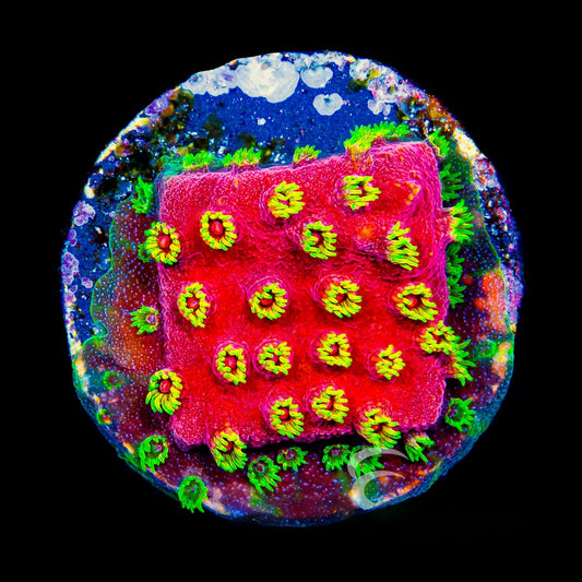 Pyro Blast Cyphastrea  (Aquacultured) Size: M 0.75” to 1” Approx Frag