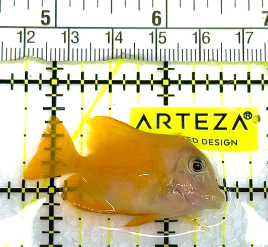 Yellow Eye Kole Tang (Spotted) YEKT041101 WYSIWYG Size: S 1.75" approx