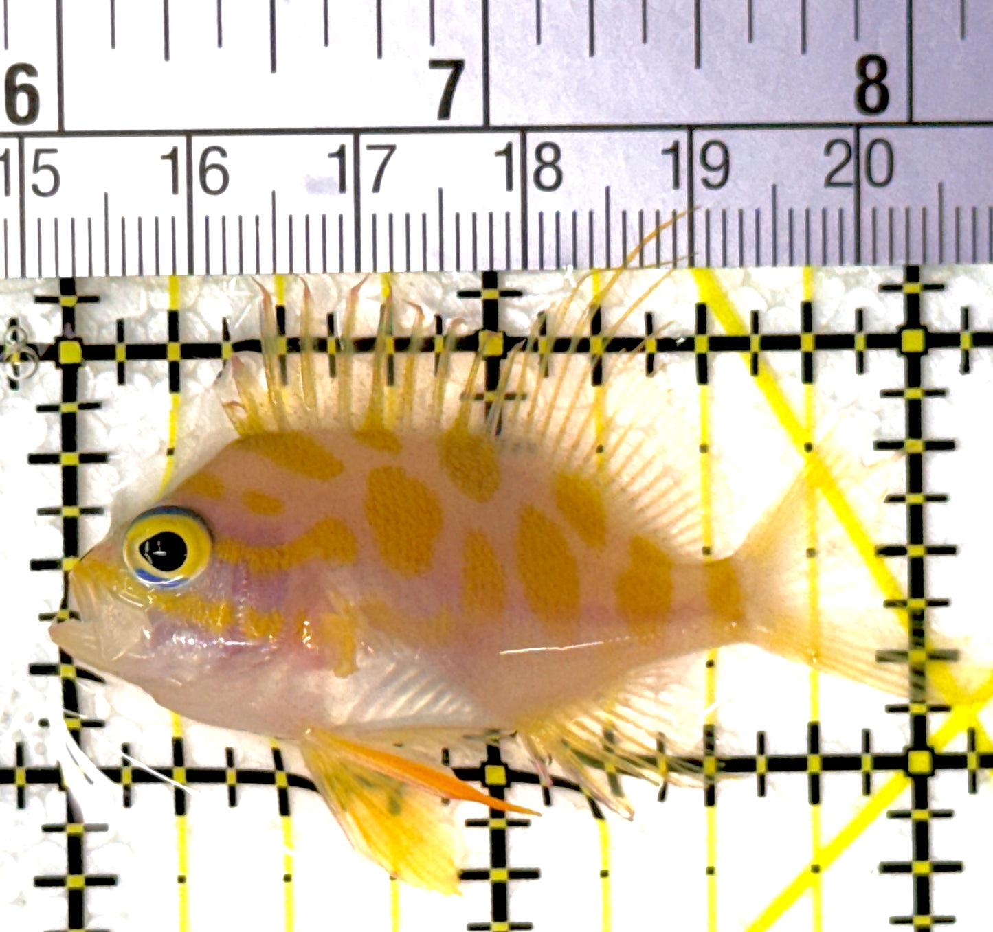 Borbonius Anthias BA111902 WYSIWYG Size: M 2.25"