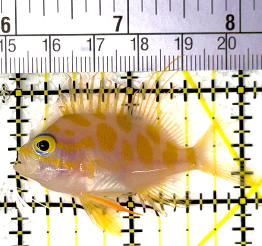 Borbonius Anthias BA111902 WYSIWYG Size: M 2.25"
