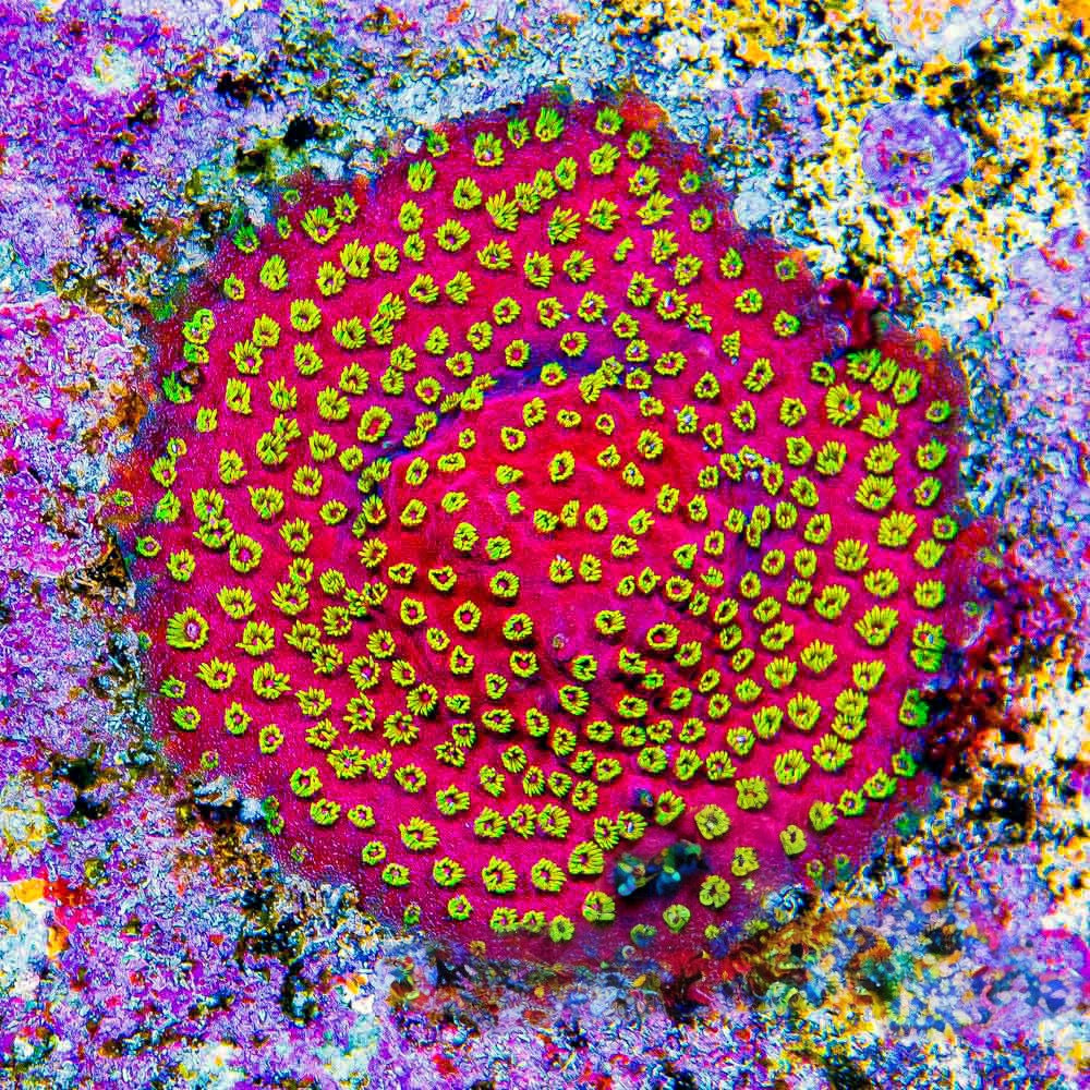 Pyro Blast Cyphastrea  (Aquacultured) Size: M 0.75” to 1” Approx Frag