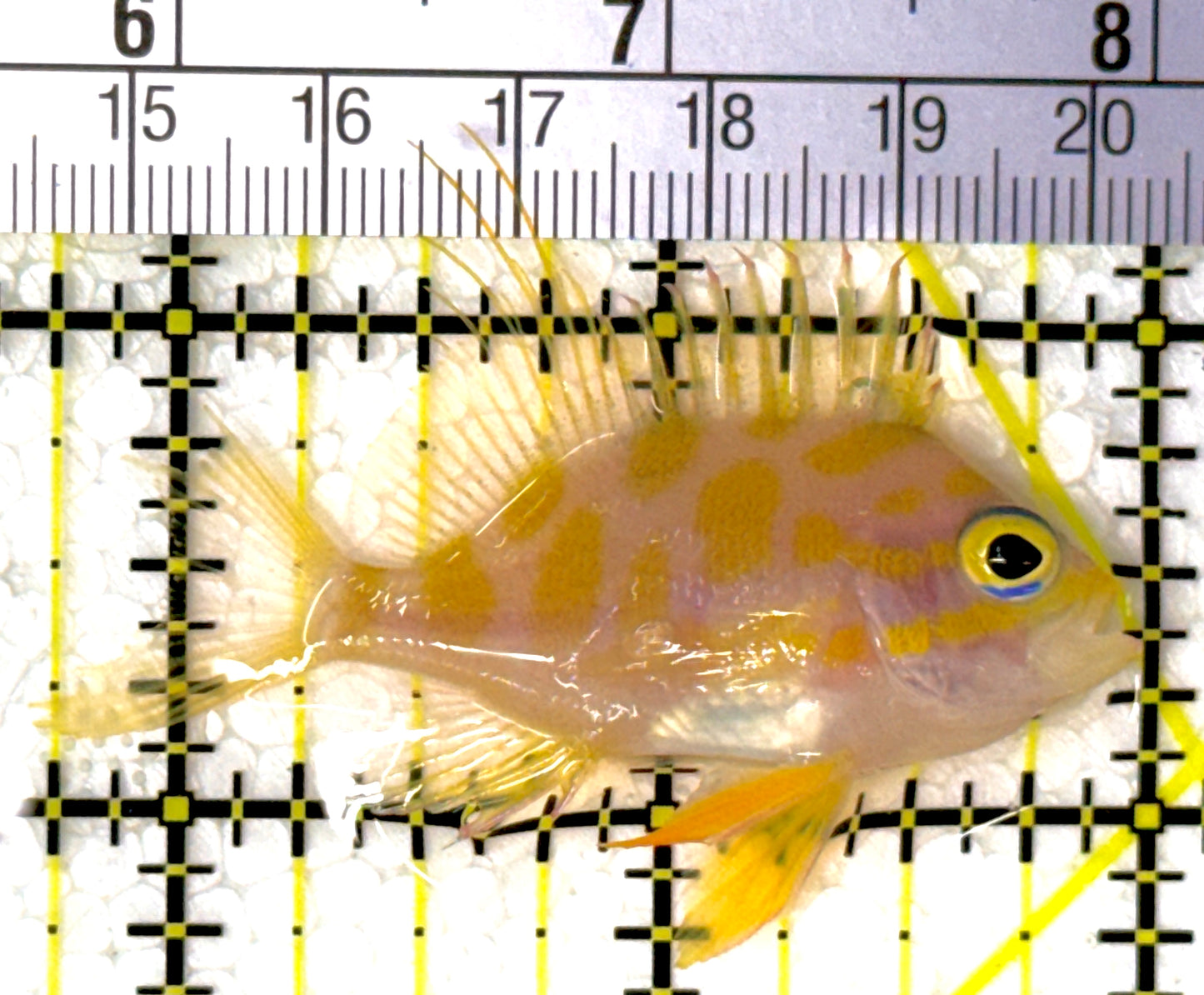 Borbonius Anthias BA111902 WYSIWYG Size: M 2.25"