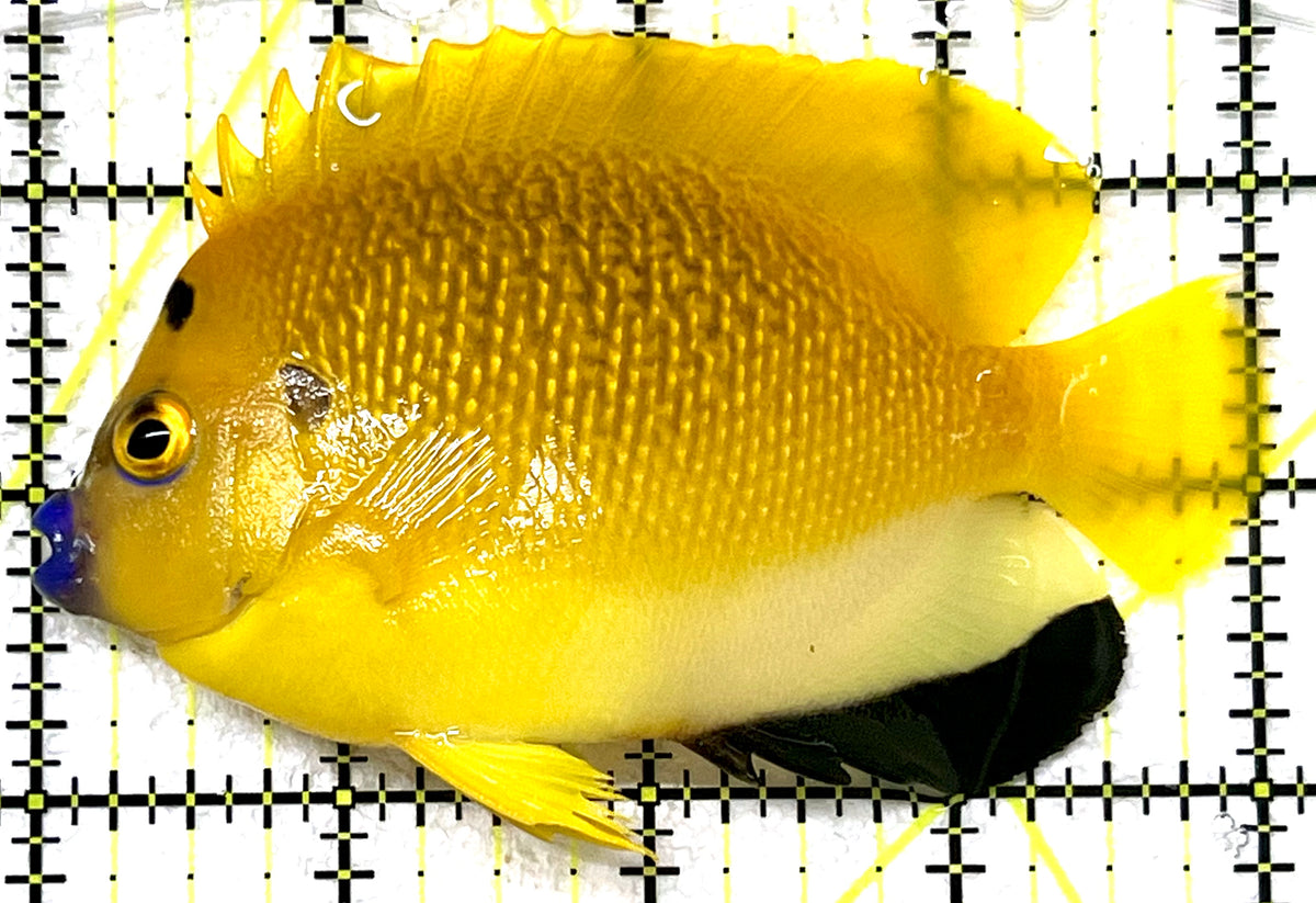Flagfin Angelfish FA101102 WYSIWYG Size: L 4" approx