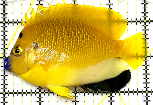 Flagfin Angelfish FA101102 WYSIWYG Size: L 4" approx