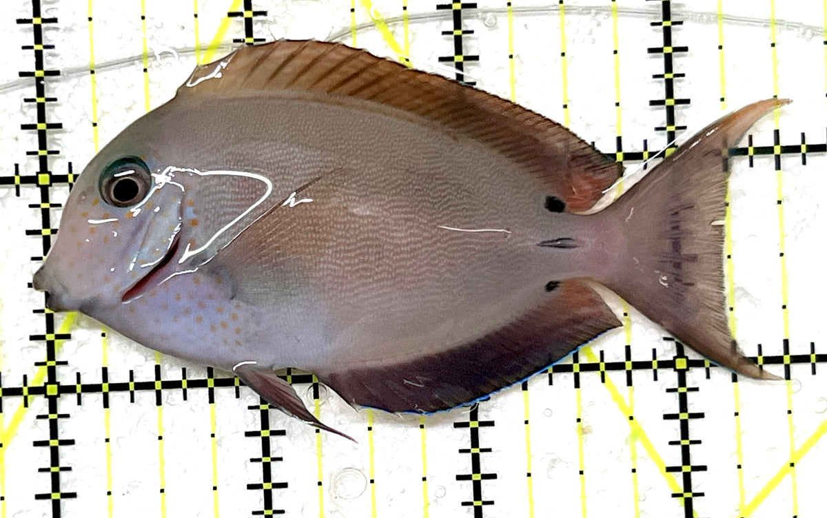 Lavender Tang LT101201 WYSIWYG Size: M 3.5" approx
