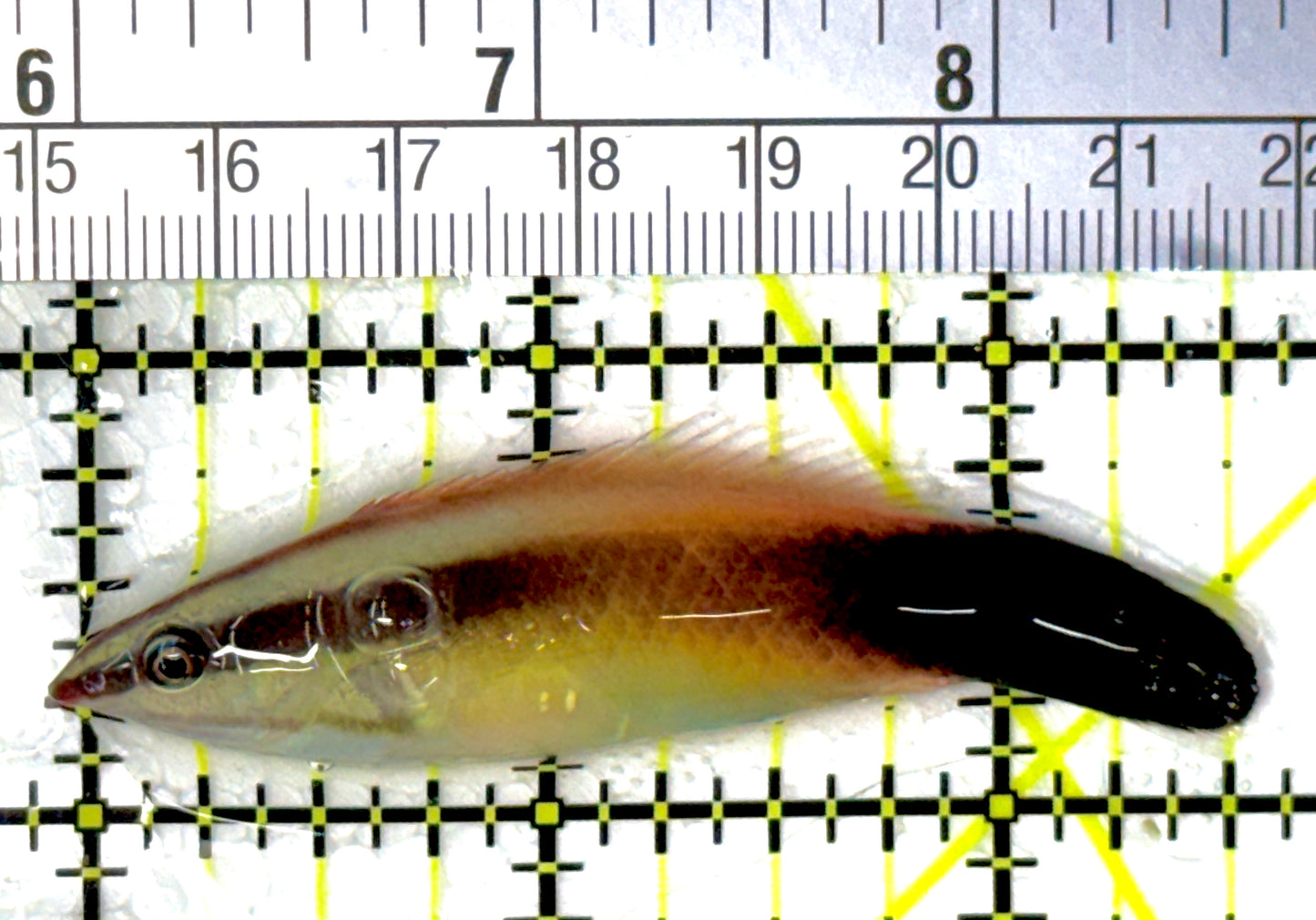 Rare Christmas Island Redlip Cleaner Wrasse RCW111901 WYSIWYG Size: XXL/SHOW 2.5"