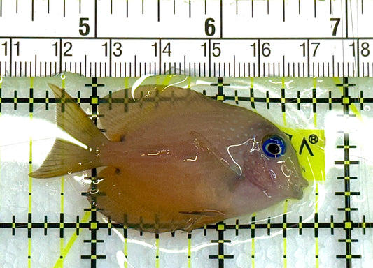 Blue Eye Kole Tang BEKT041102 WYSIWYG Size: S 2.25" approx