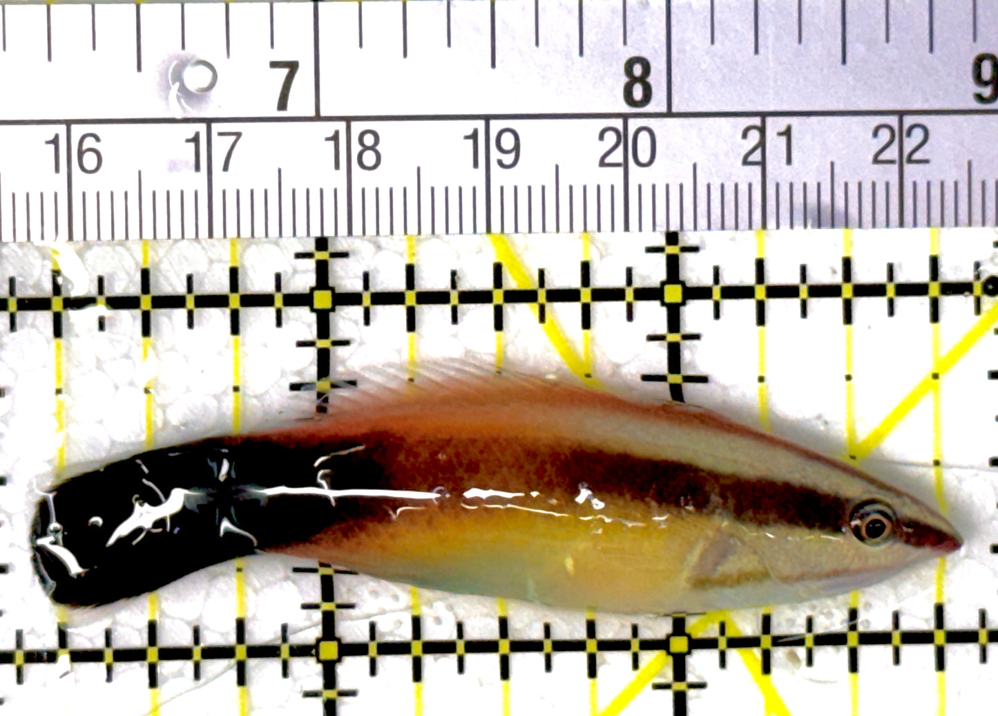 Rare Christmas Island Redlip Cleaner Wrasse RCW111901 WYSIWYG Size: XXL/SHOW 2.5"