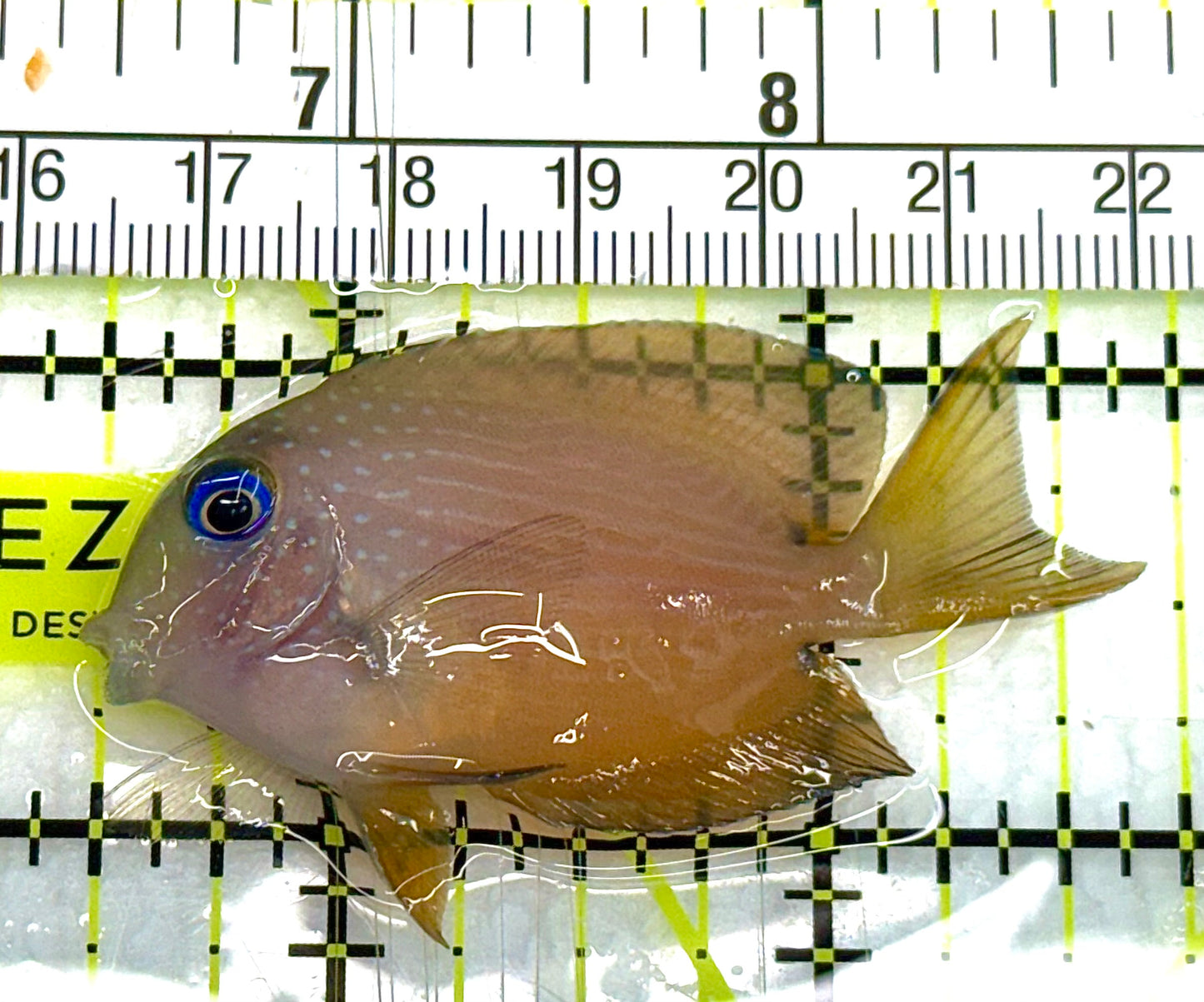 Blue Eye Kole Tang BEKT041102 WYSIWYG Size: S 2.25" approx