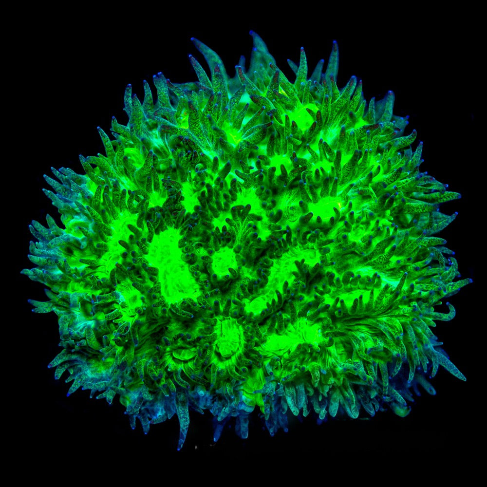 Outworld Hydnophora (Aquacultured) Size: M 0.75” to 1” Approx Frag
