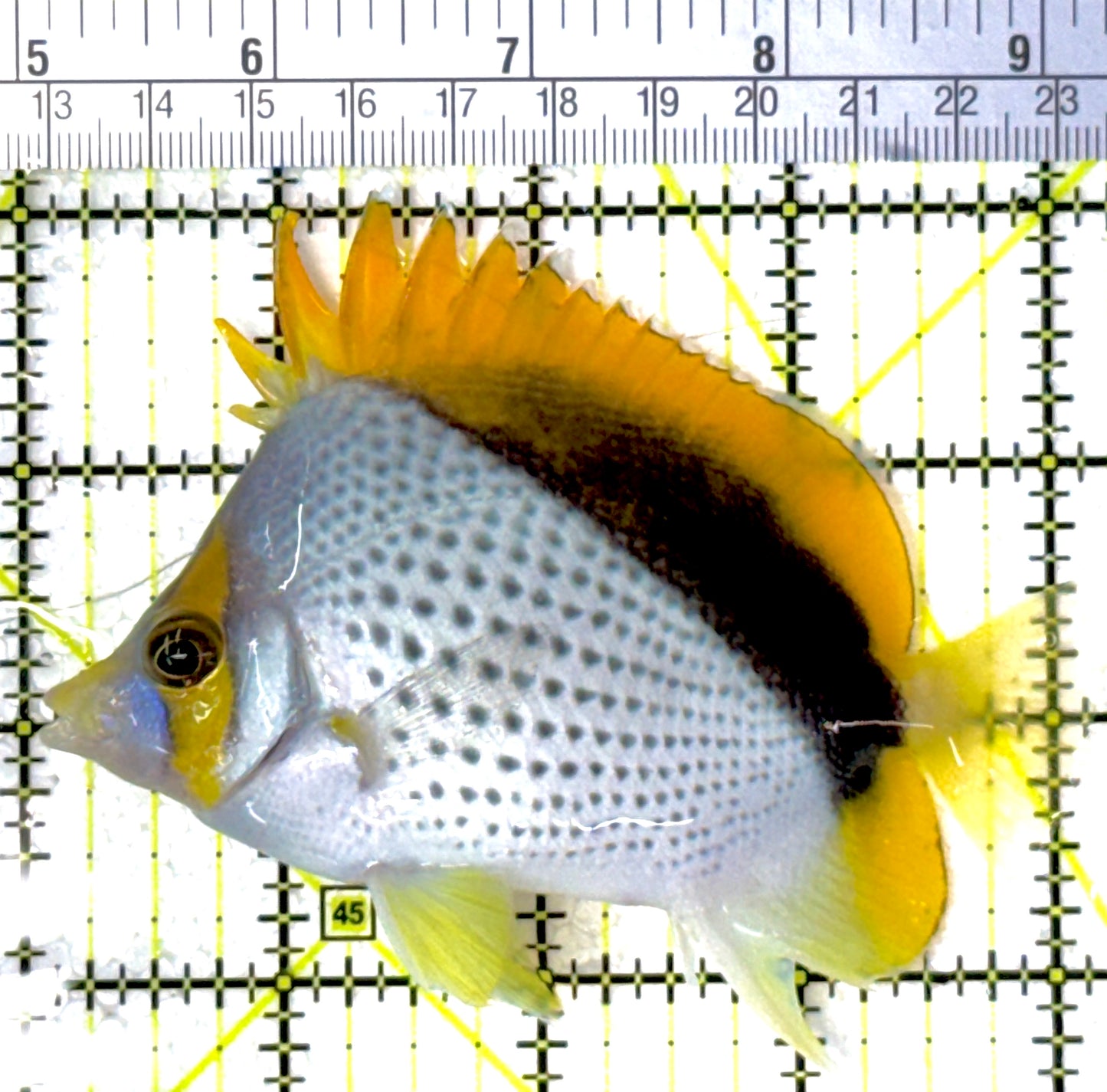 Declivis Butterflyfish DB111901 WYSIWYG Size:  L 4"