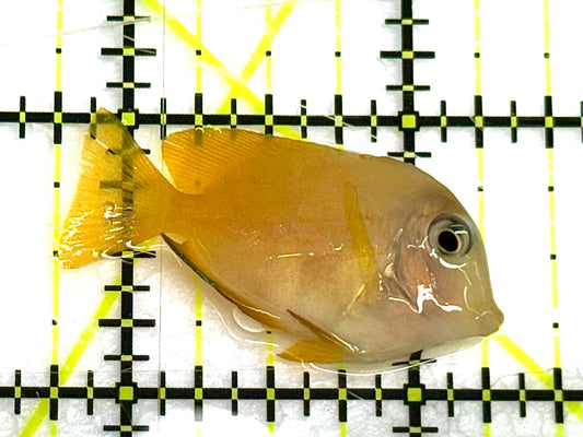 Yellow Eye Kole Tang (Spotted) YEKT041102 WYSIWYG Size: S 1.75" approx