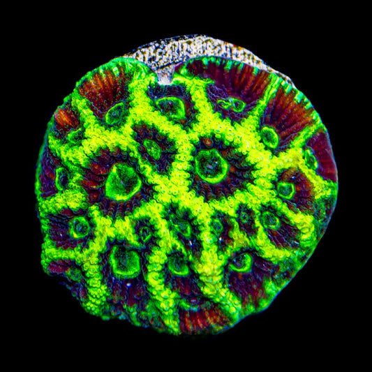 Glow Up Favia (Aquacultured) Size: M 0.75” to 1” Approx Frag