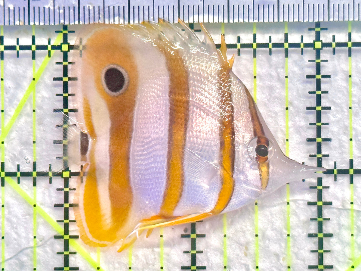 Copperband Butterflyfish CB101801 WYSIWYG Size: M 2.25" approx