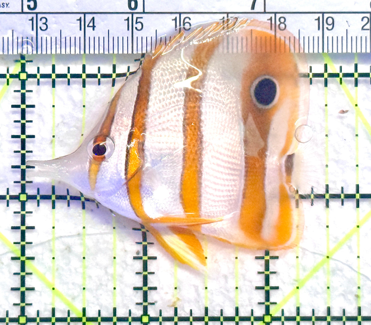 Copperband Butterflyfish CB101802 WYSIWYG Size: M 2.5" approx