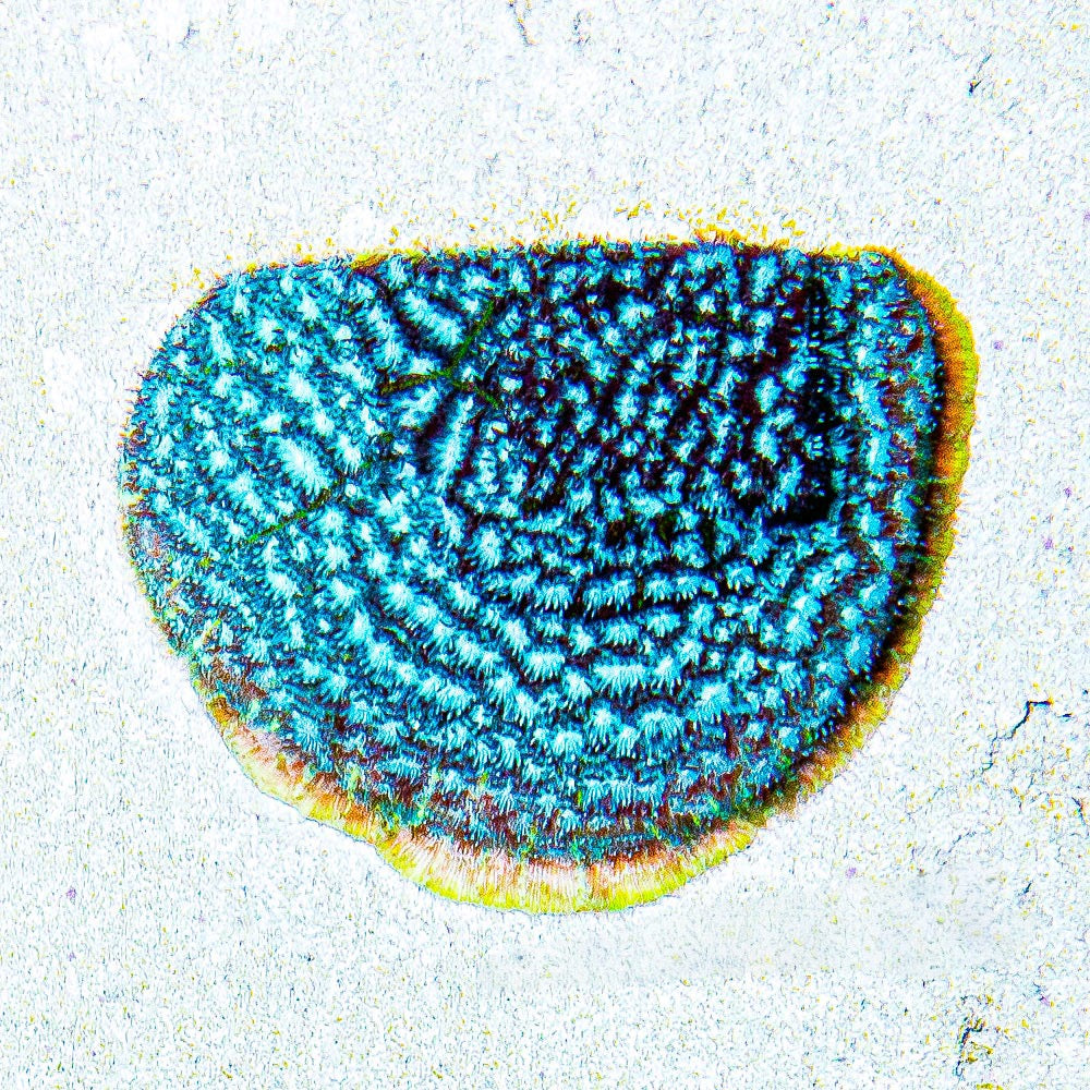 Frankenstein Leptoseris  (Aquacultured) Size: M 0.75” to 1” Approx Frag