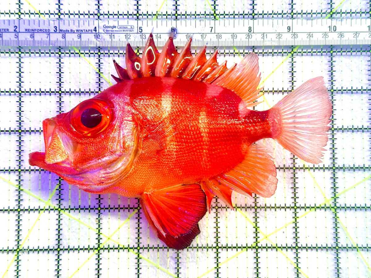 Popeye Catalufa (Sumatra Strong Color) PC101802 WYSIWYG Size: XXL / SHOW 7.75"