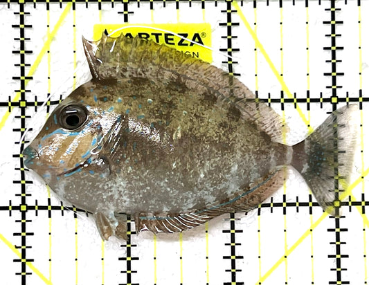 Vlamingi Unicorn Tang VUT101201 WYSIWYG Size: M 3.25" approx