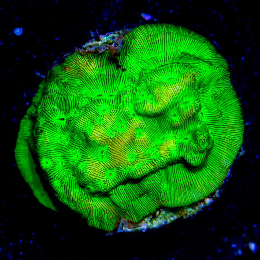 Kiwi Fusion Leptoseris (Aquacultured) Size: M 0.75” to 1” Approx Frag