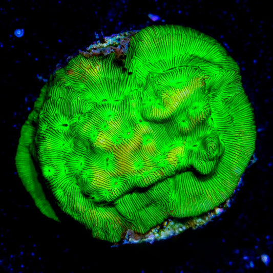 Kiwi Fusion Leptoseris (Aquacultured) Size: M 0.75” to 1” Approx Frag