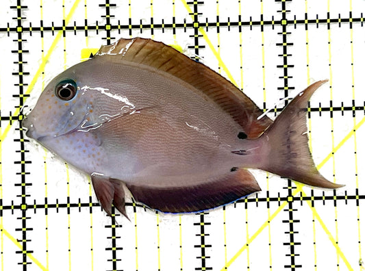 Lavender Tang LT101202 WYSIWYG Size: M 3.5" approx