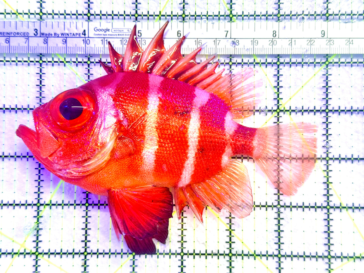 Popeye Catalufa (Sumatra Strong Color) PC101803 WYSIWYG Size: XL 6.5" approx