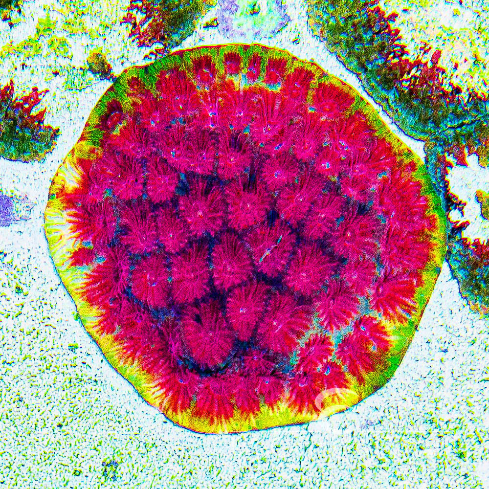 Applejacks Favia (Aquacultured) Size: M 0.75” to 1” Approx Frag