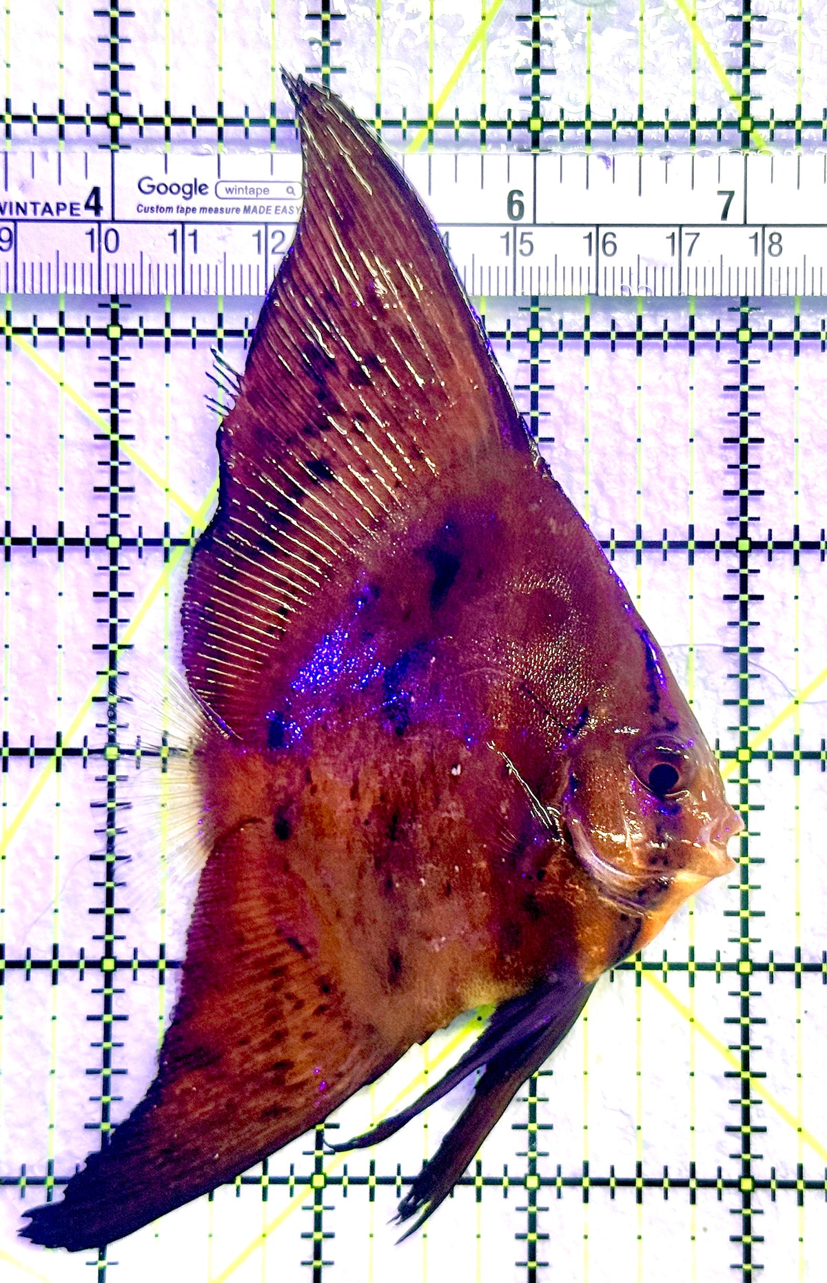 Orbic Batfish OB101801 WYSIWYG Size: S 3" approx