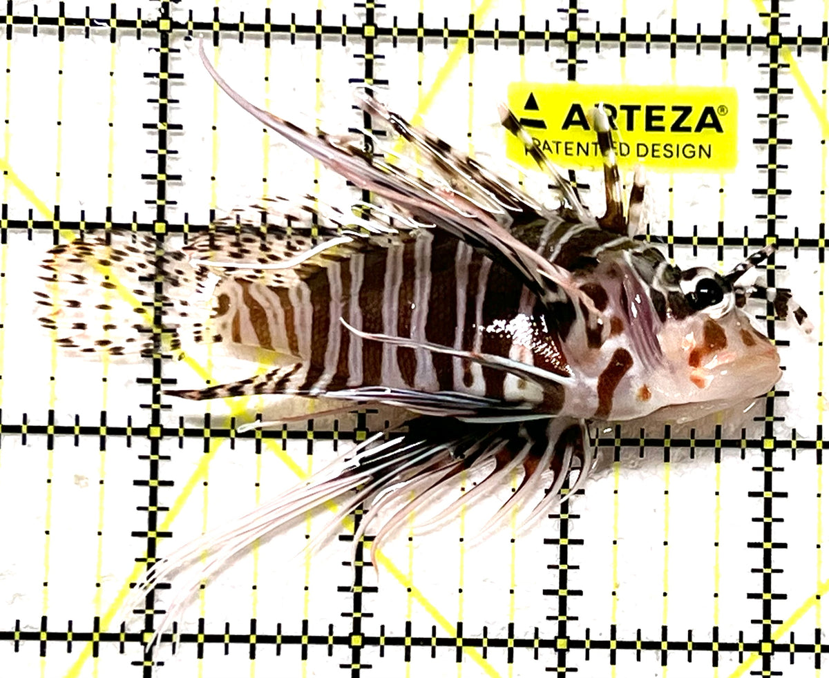 Dwarf Zebra Lionfish DZL101104 WYSIWYG Size: L 3.5" approx