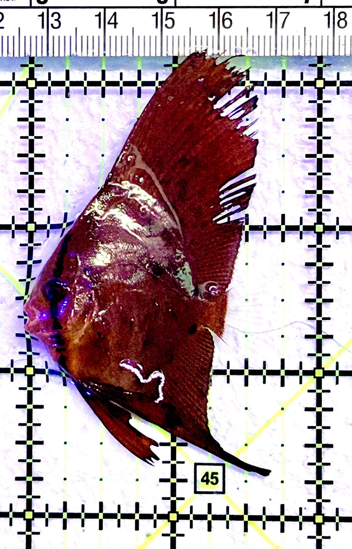 Orbic Batfish OB101802 WYSIWYG Size: S 1.75" approx