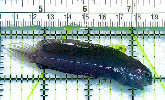 Starry Blenny SB041102 WYSIWYG Size: L 3" approx