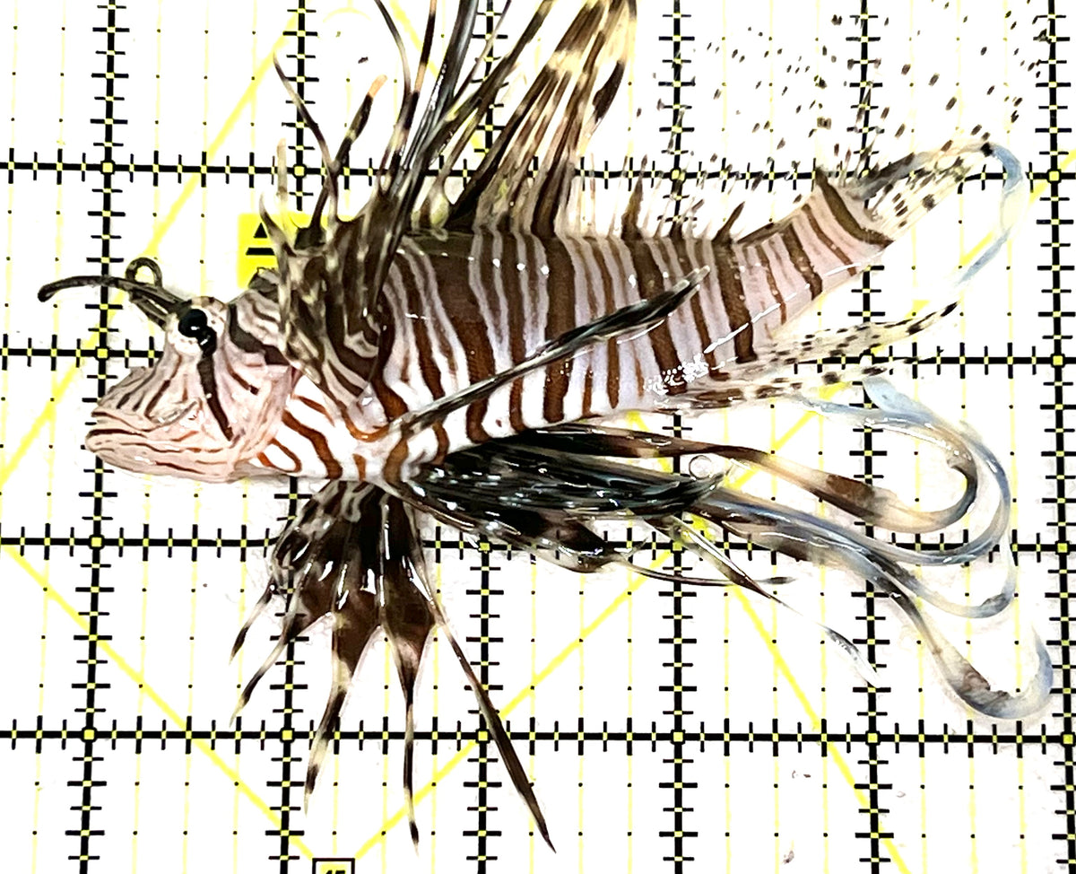 Black Volitan Lionfish BVL101101 WYSIWYG Size: L 5" approx