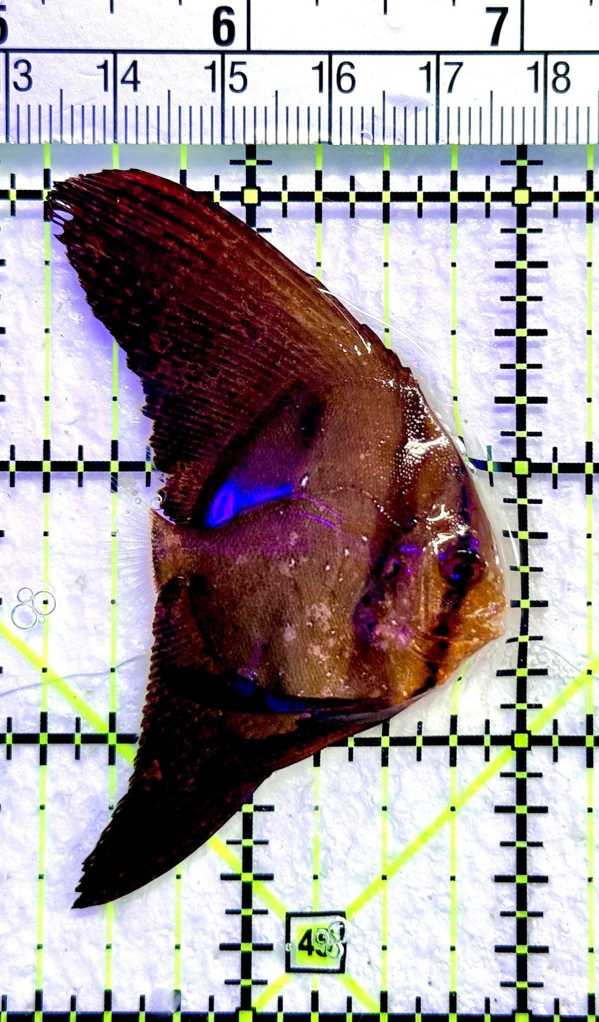 Orbic Batfish OB101804 WYSIWYG Size: S 1.75" approx