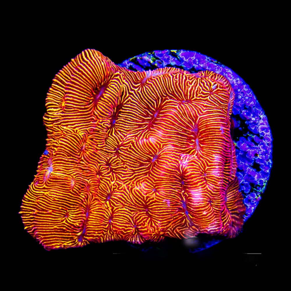 Orange Crush Leptoseris (Aquacultured) Size: M 0.75” to 1” Approx Frag