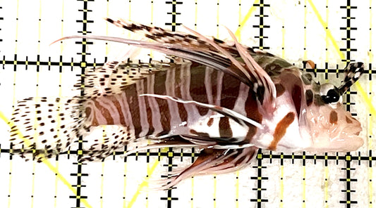 Dwarf Zebra Lionfish DZL101101 WYSIWYG Size: L 3.75" approx