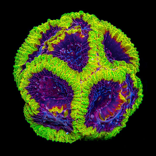 Wolverine Favia (Aquacultured) Size: M 0.75” to 1” Approx Frag