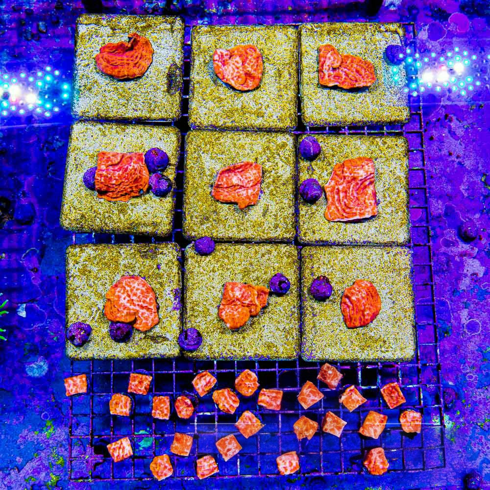 Orange Crush Leptoseris (Aquacultured) Size: M 0.75” to 1” Approx Frag