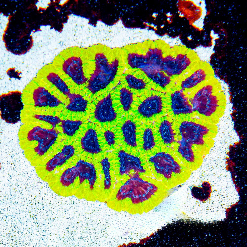 Wolverine Favia (Aquacultured) Size: M 0.75” to 1” Approx Frag - Violet Aquarium 
