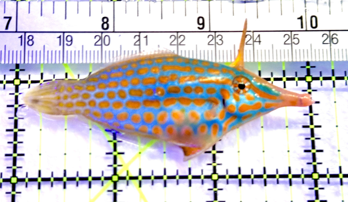 Orange Spotted Filefish OSF101802 WYSIWYG Size: L 3" approx