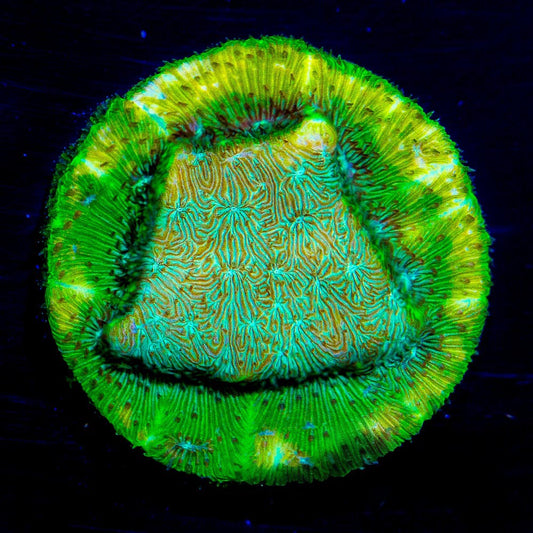 Blastoise Leptoseris (Aquacultured) Size: M 0.75” to 1” Approx Frag