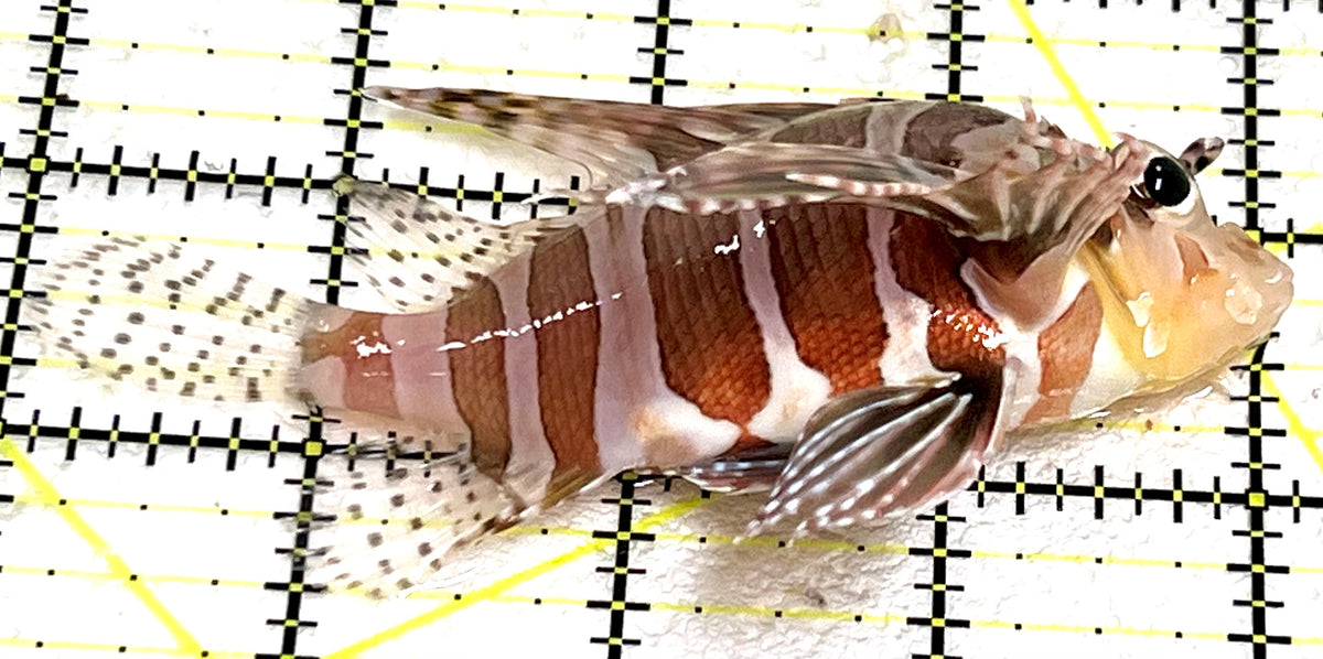 Dwarf Zebra Lionfish DZL101103 WYSIWYG Size: L 4" approx
