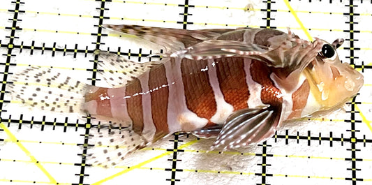 Dwarf Zebra Lionfish DZL101103 WYSIWYG Size: L 4" approx
